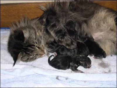 Que permet la stérilisation d'un chat ?