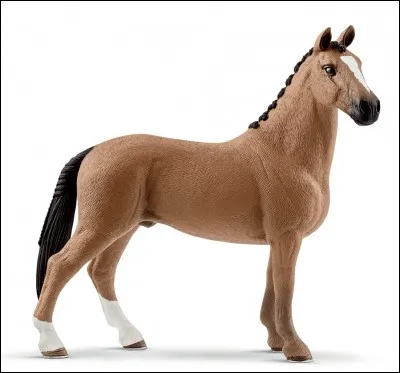 Ce cheval est-il un hongre ou un &eacute;talon ?