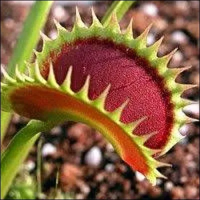 Qui est l'auteur du livre intitulé : "Les Fleurs du mal" ?