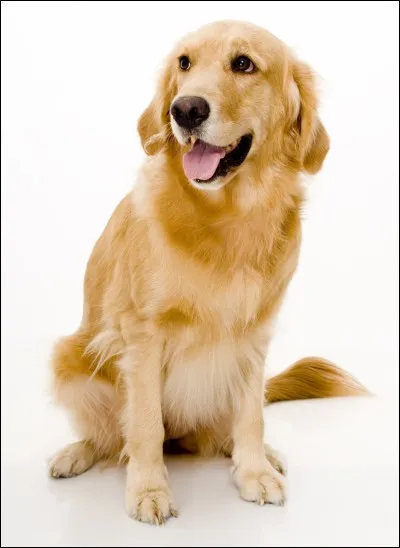 Comment dit-on ''chien'' en espagnol ?