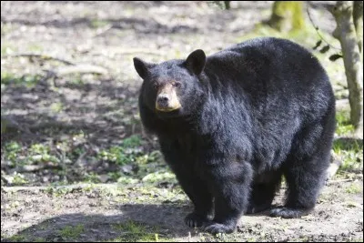 Comment dit-on ''ours'' en espagnol ?