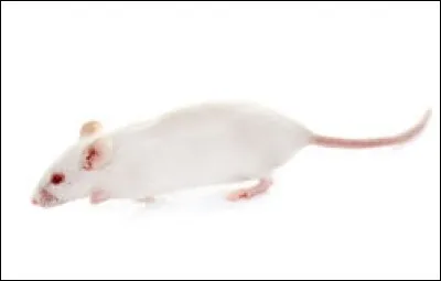 Comment dit-on ''souris'' en espagnol ?