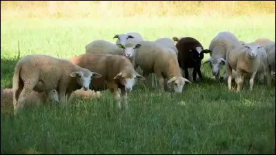 Comment dit-on ''moutons'' en espagnol ?