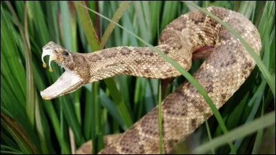 Comment dit-on ''serpent'' en espagnol ?