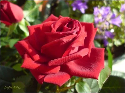 De qui Claire est-elle amoureuse ?