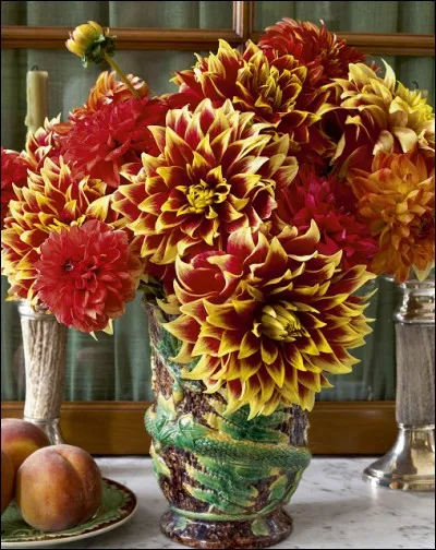 Les dahlias ornent magnifiquement les jardins, par leurs formes et leurs couleurs. Vous gagnerez toutefois 2000 £ si vous parvenez à en produire un de couleur "bleu". Le dahlia a été utilisé dans le passé, jusqu'au XIXe siècle, de quelle façon ?