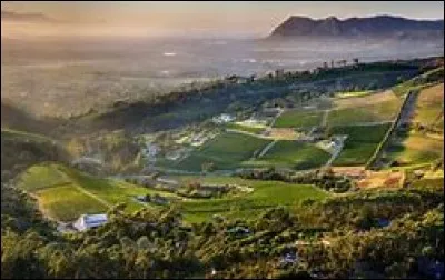 Quel cépage trouve-t-on exclusivement en Afrique du Sud ?