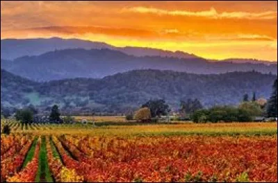 Quelle vallée viticole américaine est considérée comme une des meilleures au monde ?