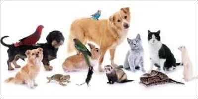 Ton animal préféré est...