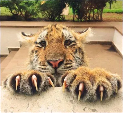 Le tigre aime-t-il partager son territoire ?