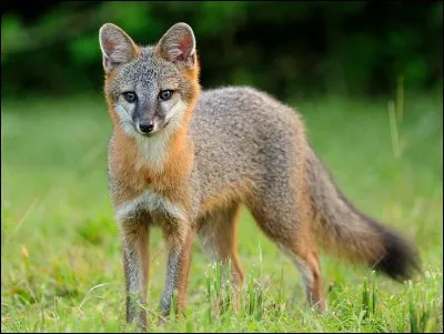 Quelle est cette race de renard ?