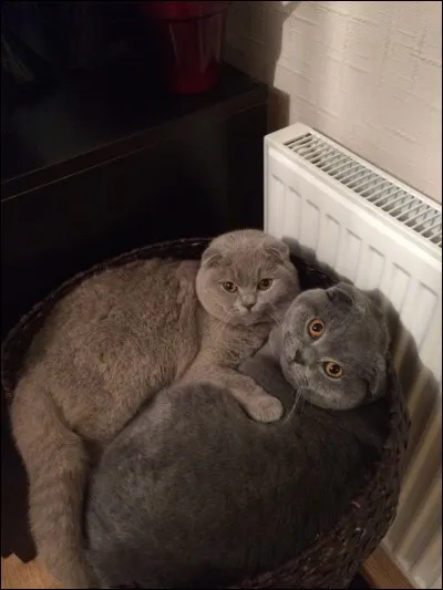 Comment s'appelle cette race de chat ?