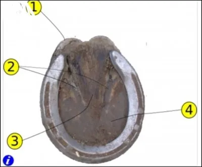 La partie numéro 4 du sabot du cheval est ...
