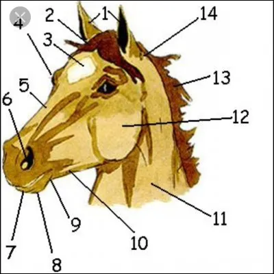 La partie numéro 2 de la tête du cheval est ...