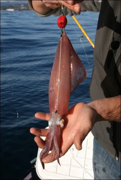 Les calamars sont des invertébrés.