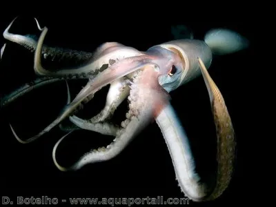 A quoi sert l'organe au-dessus des yeux des calamars ?