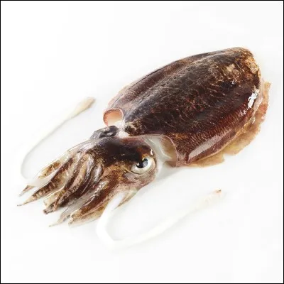 La femelle du calamar est la seiche.