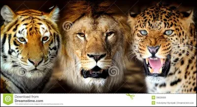 Le clan du Tigre, celui du Lion et celui du L&eacute;opard ont vraiment exist&eacute;