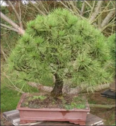 Quel est ce bonsaï ?