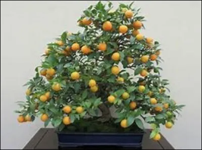 Quel est ce bonsaï ?