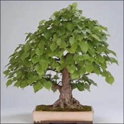 Quel est ce bonsaï ?