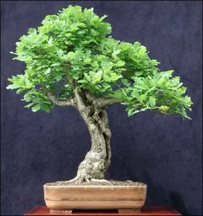 Quel est ce bonsaï ?