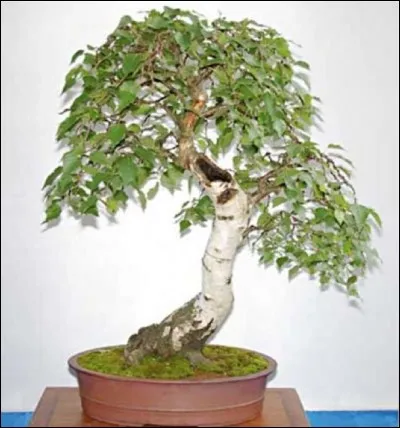 Quel est ce bonsaï ?