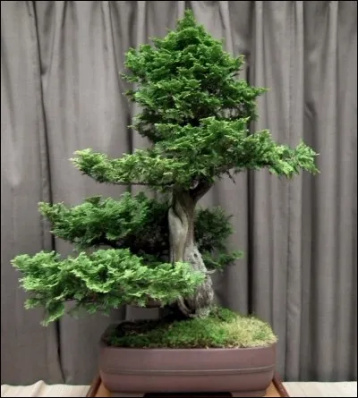 Quel est ce bonsaï ?