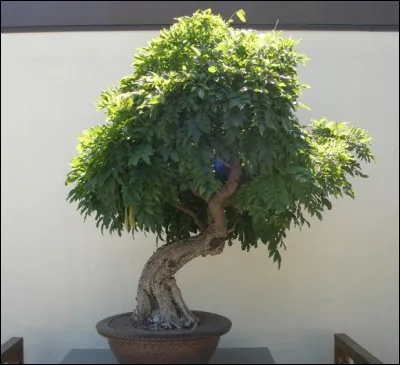 Quel est ce bonsaï ?