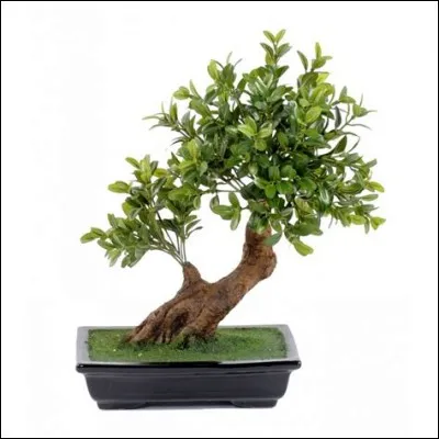 Quel est ce Bonsaï ?