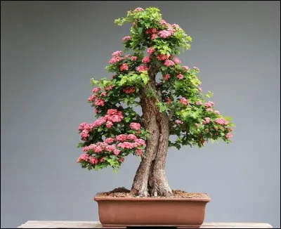 Quel est ce bonsaï ?