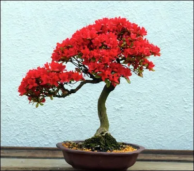 Quel est ce bonsaï ?