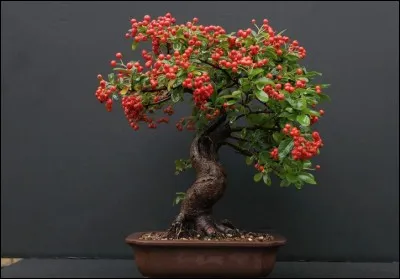 Quel est ce bonsaï ?