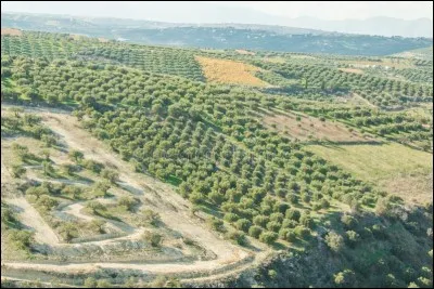 Officiellement, combien d'oliviers la Cr&egrave;te, une &icirc;le m&eacute;diterran&eacute;enne d'une superficie de 8 400 km&sup2;, compte-t-elle ?