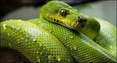 Comment dit-on "serpent" en anglais ?