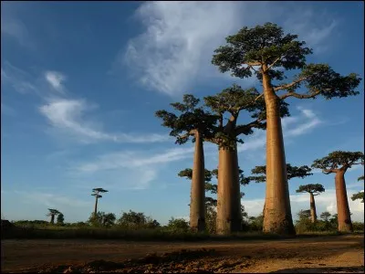 La grande île de Madagascar se trouve dans :