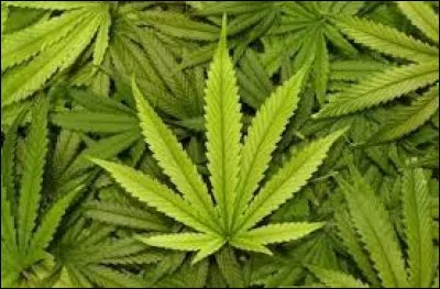 Aux Pays-Bas, en quelle quantit&eacute; la culture de cannabis est-elle autoris&eacute;e ?