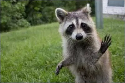 Que comprend le raton laveur ?