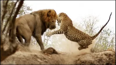 Une question difficile. Quel est le nom scientifique du lion ?