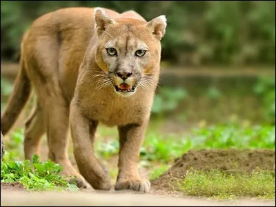 Où vit le puma ?