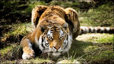 Quel est le nom scientifique du tigre ?