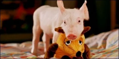 Quel est le nom de ce cochon ?