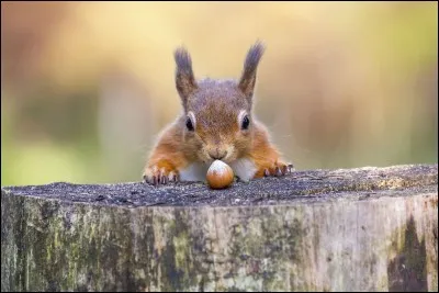 Les écureuils hibernent.