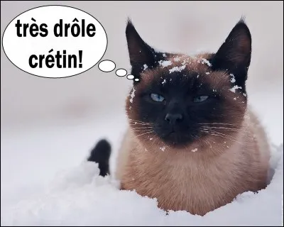Quels sont les deux signes qui prouvent que votre chat vous aime ?