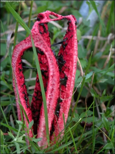 Est-ce un caillou, une plante ou un animal ?