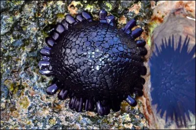 Est-ce un caillou, une plante ou un animal ?