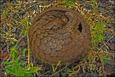 Est-ce un caillou, une plante ou un animal ?