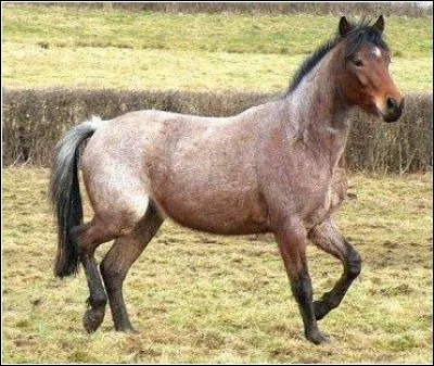 De quelle robe est ce cheval ?