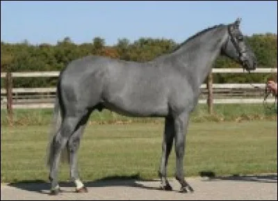 Quelle robe a ce cheval ?