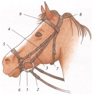 Quiz Galop 2
